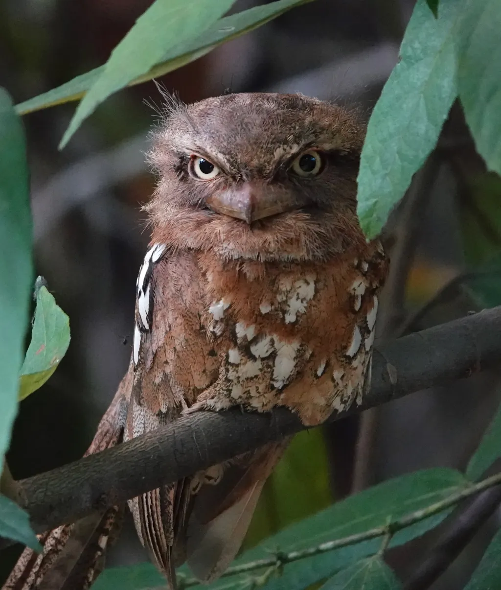 巽他蛙口夜鹰(Batrachostomus cornutus)