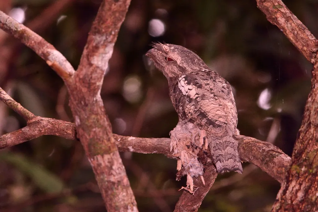 巽他蛙口夜鹰(Batrachostomus cornutus)