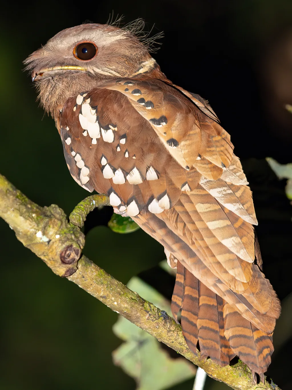 栗颊蛙口夜鹰(Batrachostomus harterti)