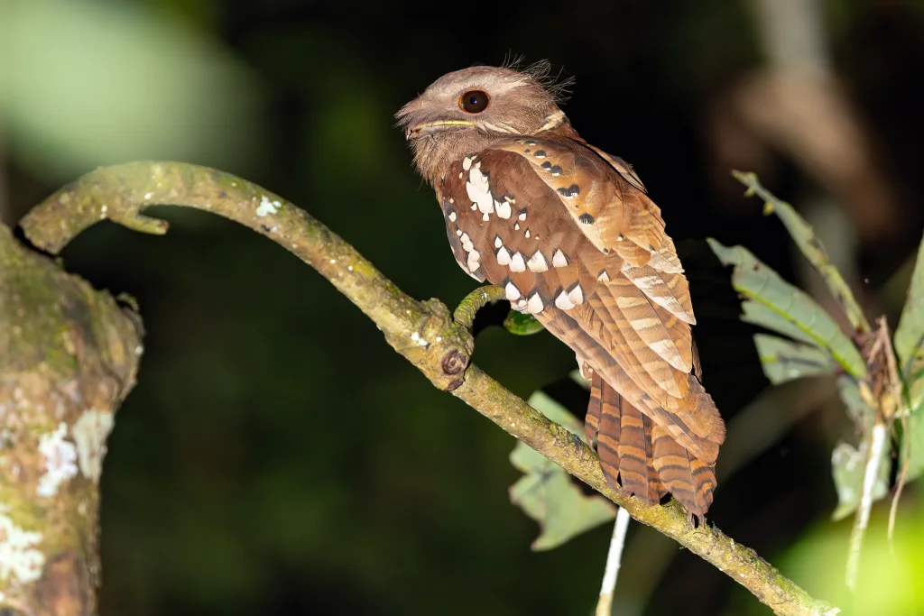 栗颊蛙口夜鹰(Batrachostomus harterti)