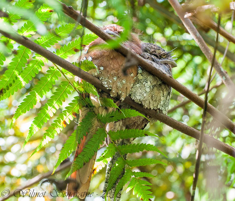领蛙口夜鹰(Batrachostomus moniliger)