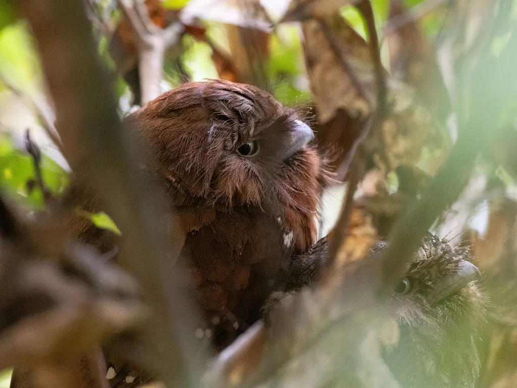 领蛙口夜鹰(Batrachostomus moniliger)