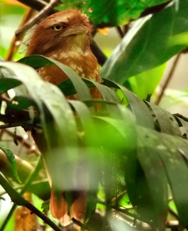 苍头蛙口夜鹰(Batrachostomus poliolophus)