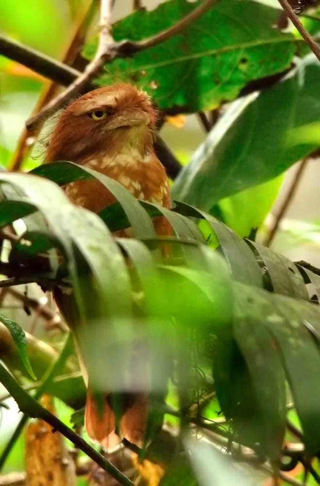 苍头蛙口夜鹰(Batrachostomus poliolophus)