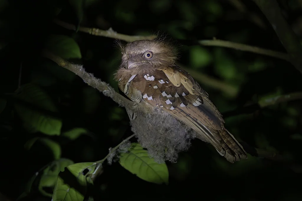 菲律宾蛙口夜鹰(Batrachostomus septimus)