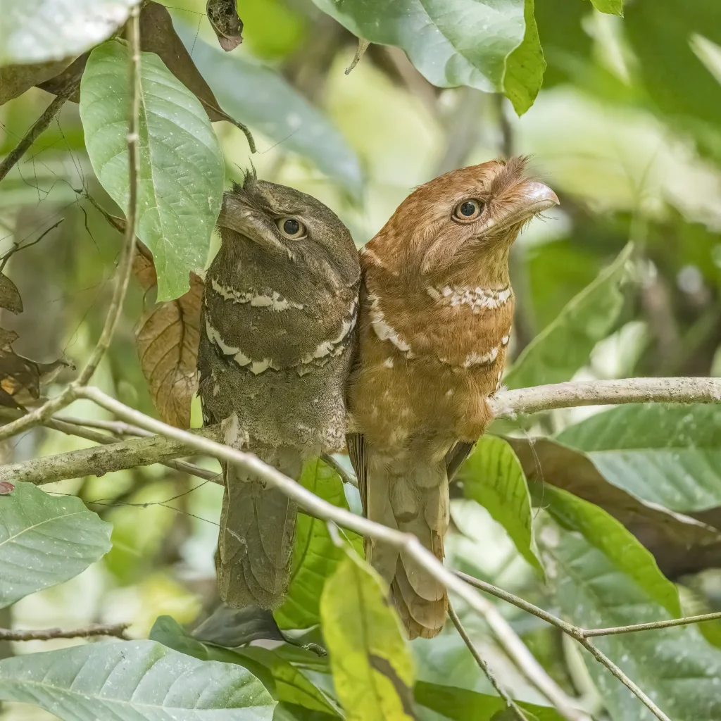 菲律宾蛙口夜鹰(Batrachostomus septimus)