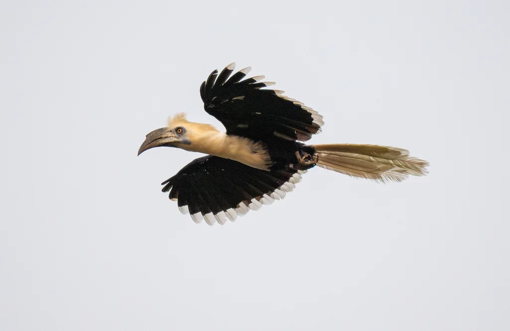 白冠犀鸟(Berenicornis comatus)