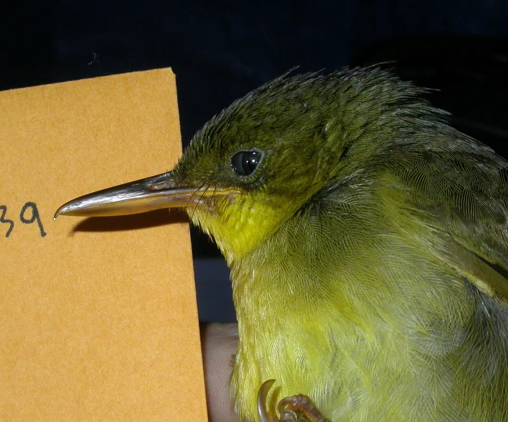 长嘴马岛莺(Bernieria madagascariensis)