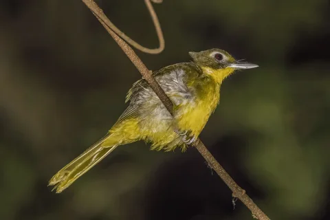 绿尾须鹎