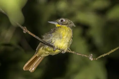 须鹎