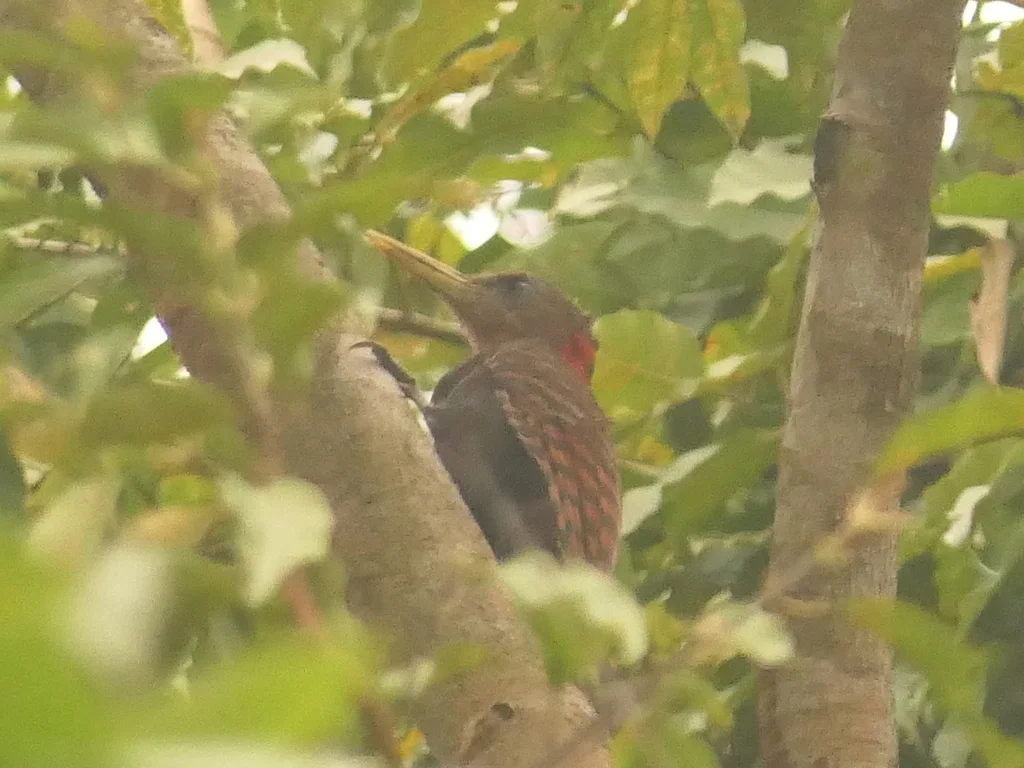 黄嘴栗啄木鸟(Blythipicus pyrrhotis)