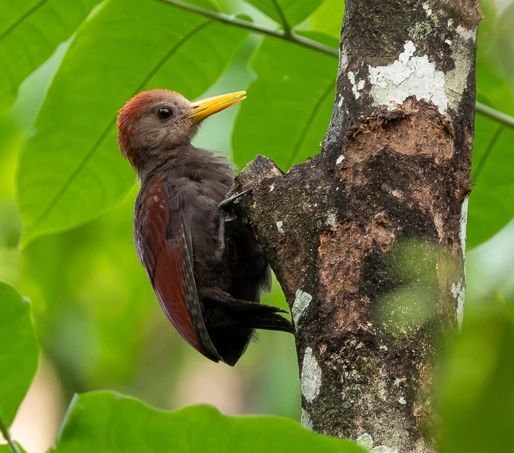 小栗啄木鸟(Blythipicus rubiginosus)