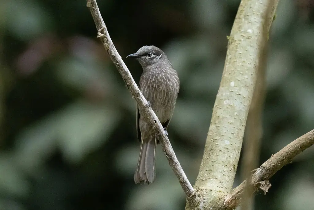 纹腹吸蜜鸟(Bolemoreus hindwoodi)