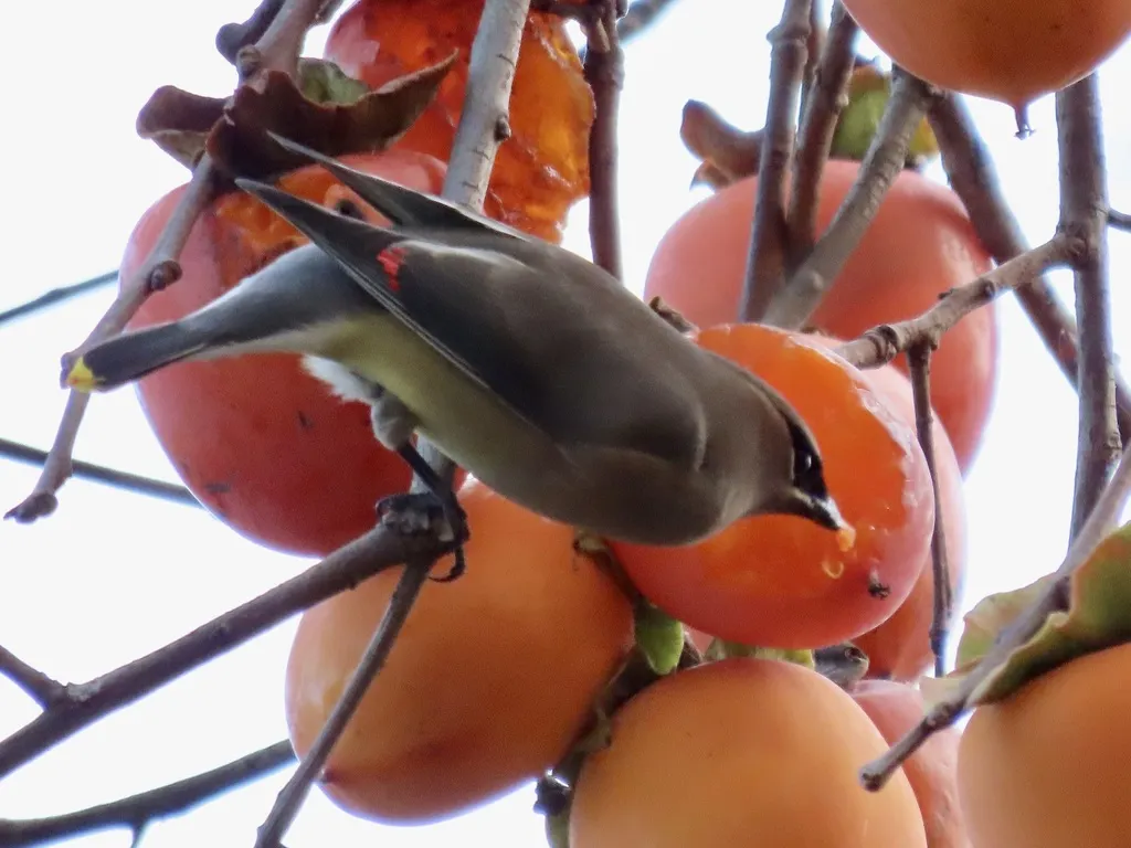 雪松太平鸟(Bombycilla cedrorum)