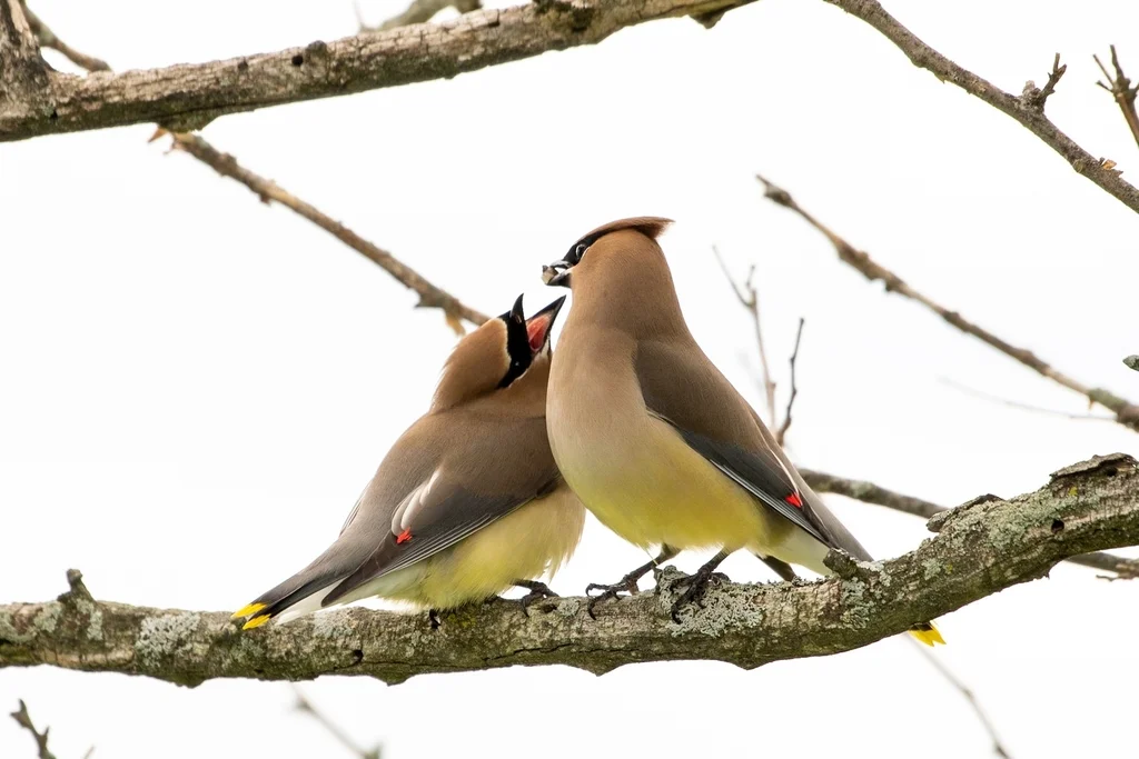 雪松太平鸟(Bombycilla cedrorum)