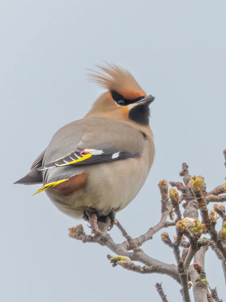太平鸟（Bombycilla garrulus）