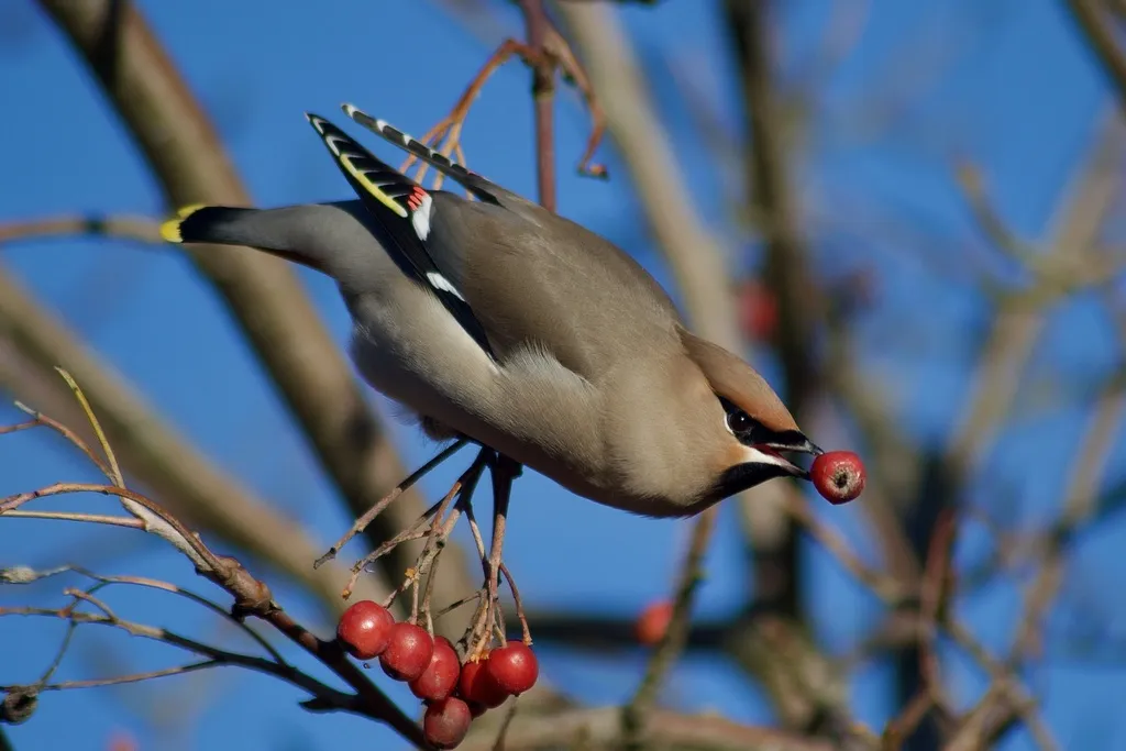 太平鸟（Bombycilla garrulus）