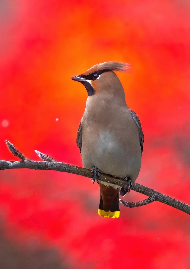 太平鸟（Bombycilla garrulus）