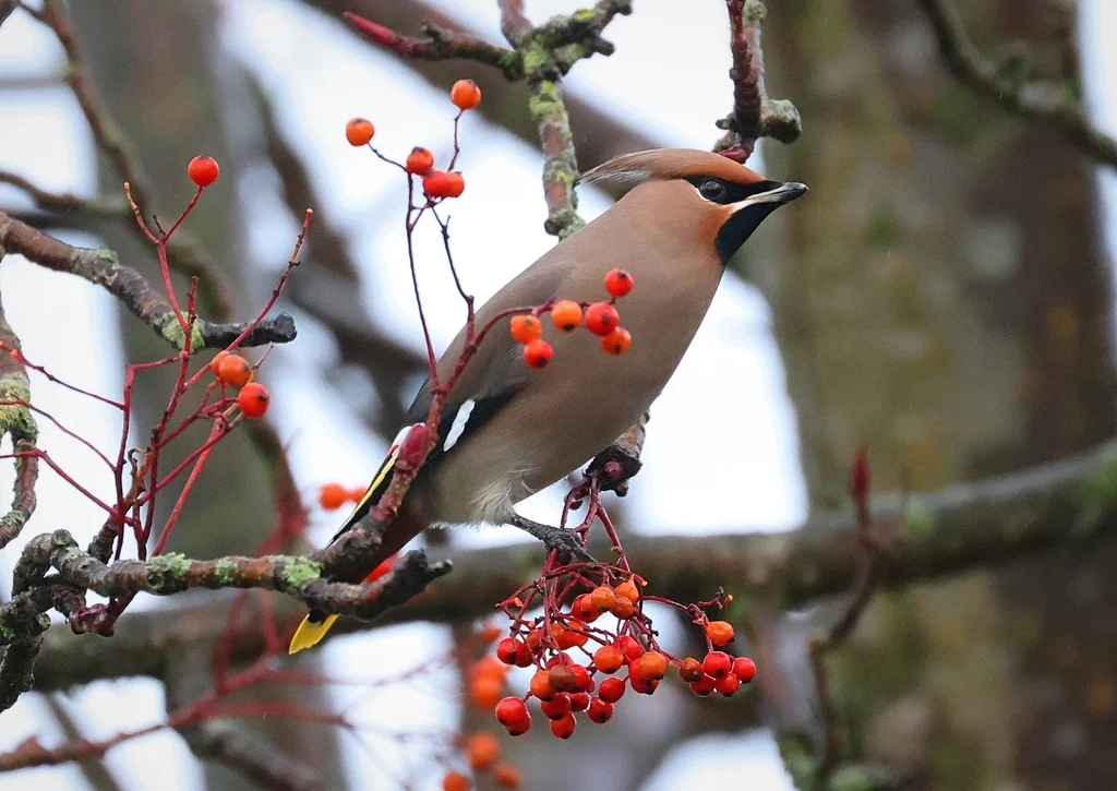 太平鸟（Bombycilla garrulus）