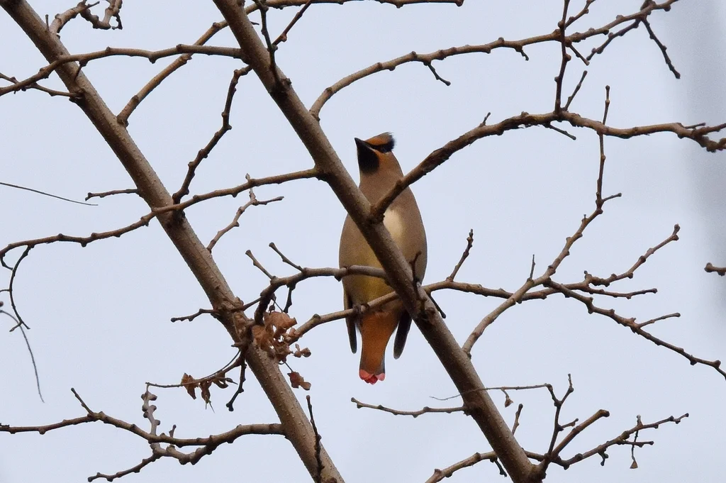 小太平鸟(Bombycilla japonica)