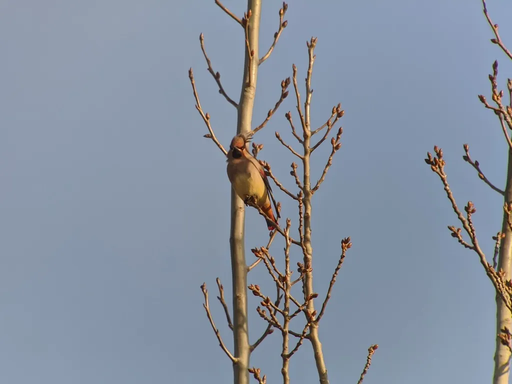 小太平鸟(Bombycilla japonica)