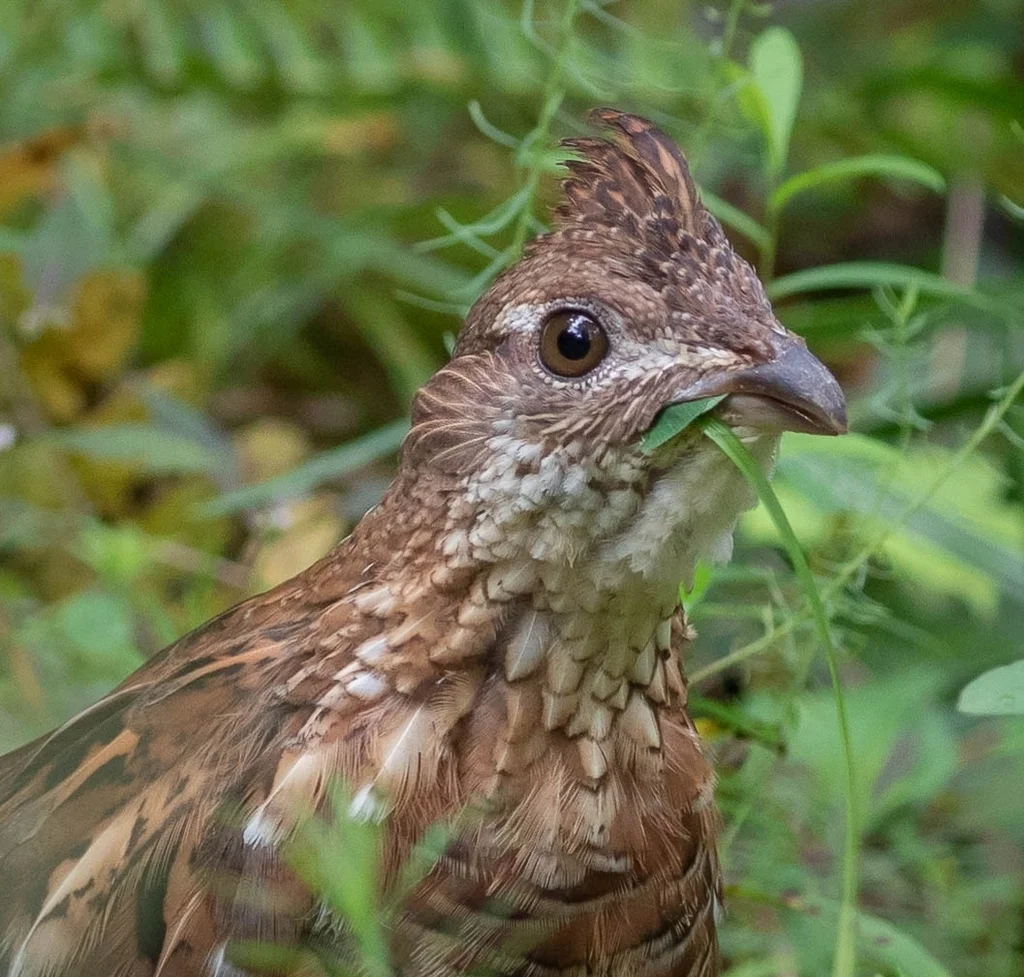 披肩榛鸡（Bonasa umbellus）