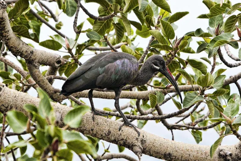 绿背鹮(Bostrychia olivacea)