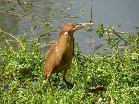 栗苇鳽