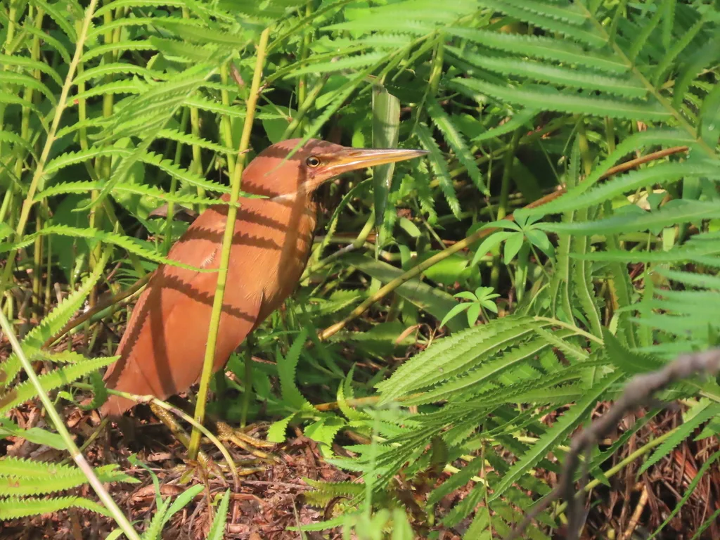 栗苇鳽(Botaurus cinnamomeus)