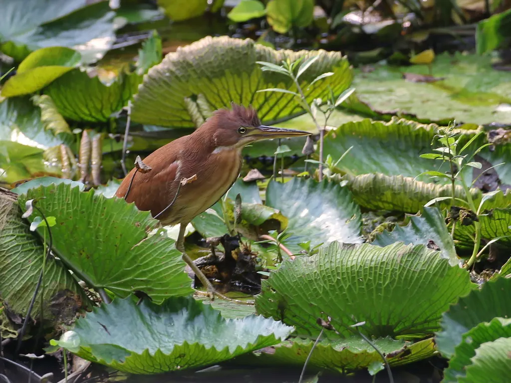 栗苇鳽(Botaurus cinnamomeus)
