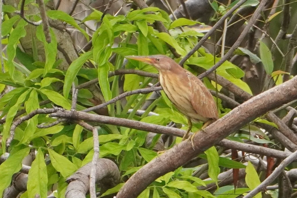 栗苇鳽(Botaurus cinnamomeus)