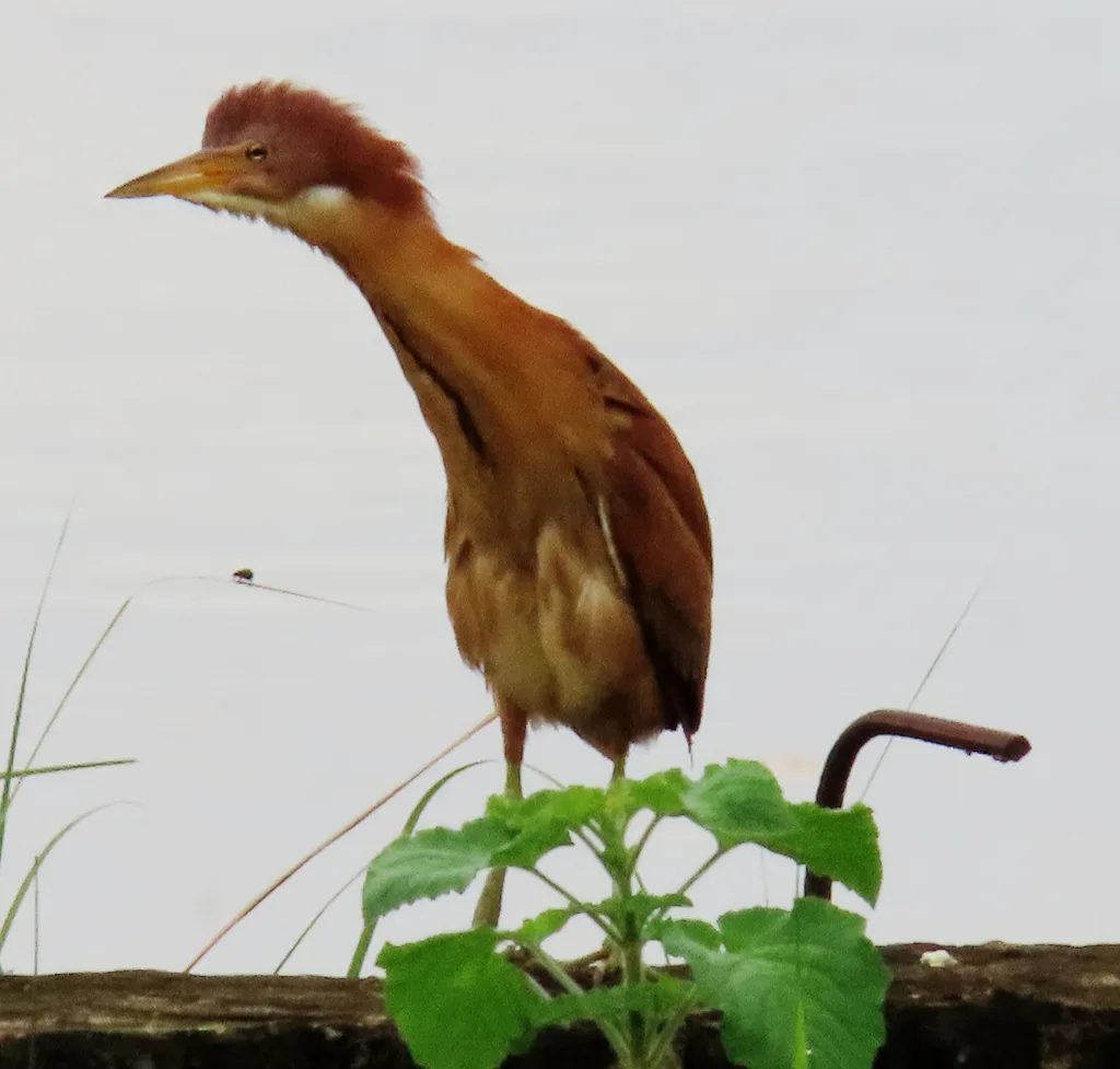 栗苇鳽(Botaurus cinnamomeus)