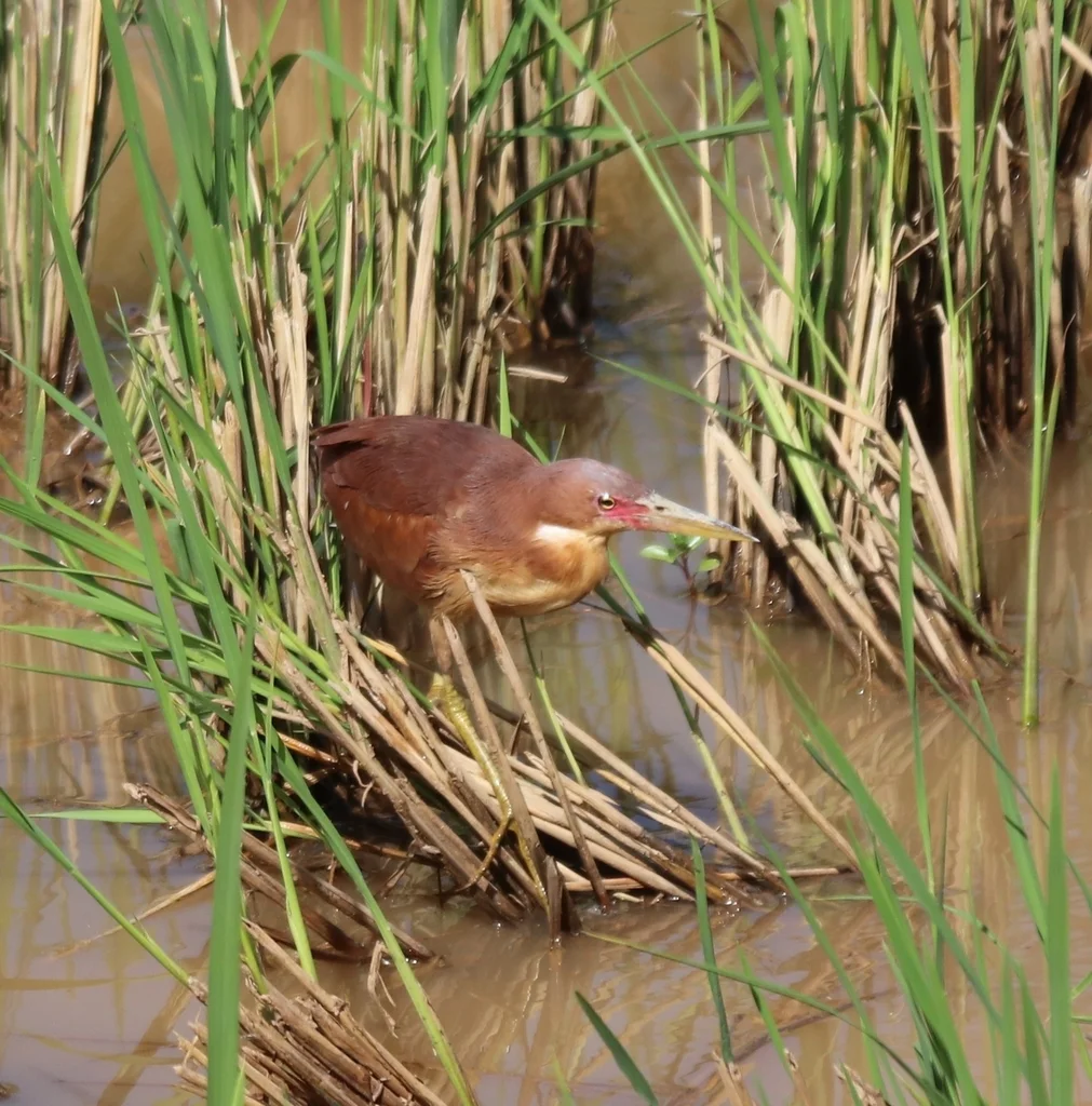 栗苇鳽(Botaurus cinnamomeus)