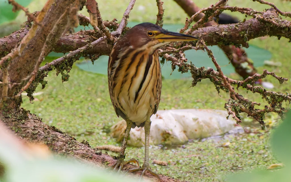 紫背苇鳽(Botaurus eurhythmus)