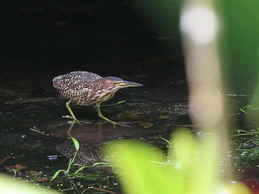 紫背苇鳽(Botaurus eurhythmus)