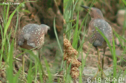 紫背苇鳽(Botaurus eurhythmus)