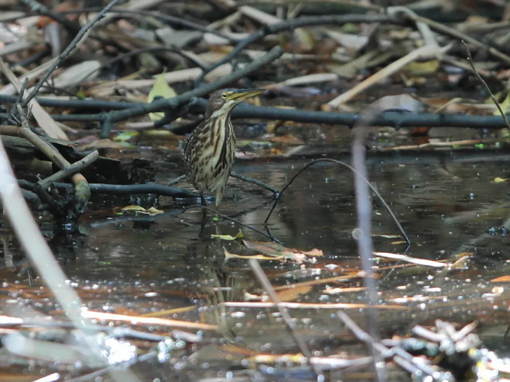 紫背苇鳽(Botaurus eurhythmus)