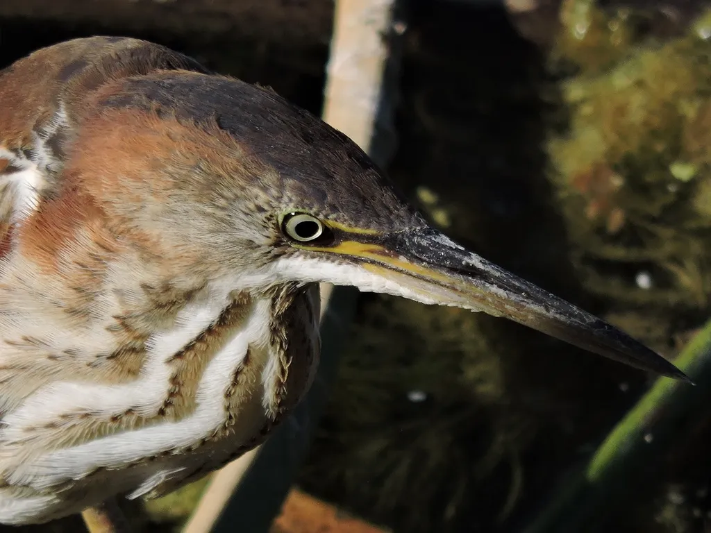 姬苇鳽(Botaurus exilis)