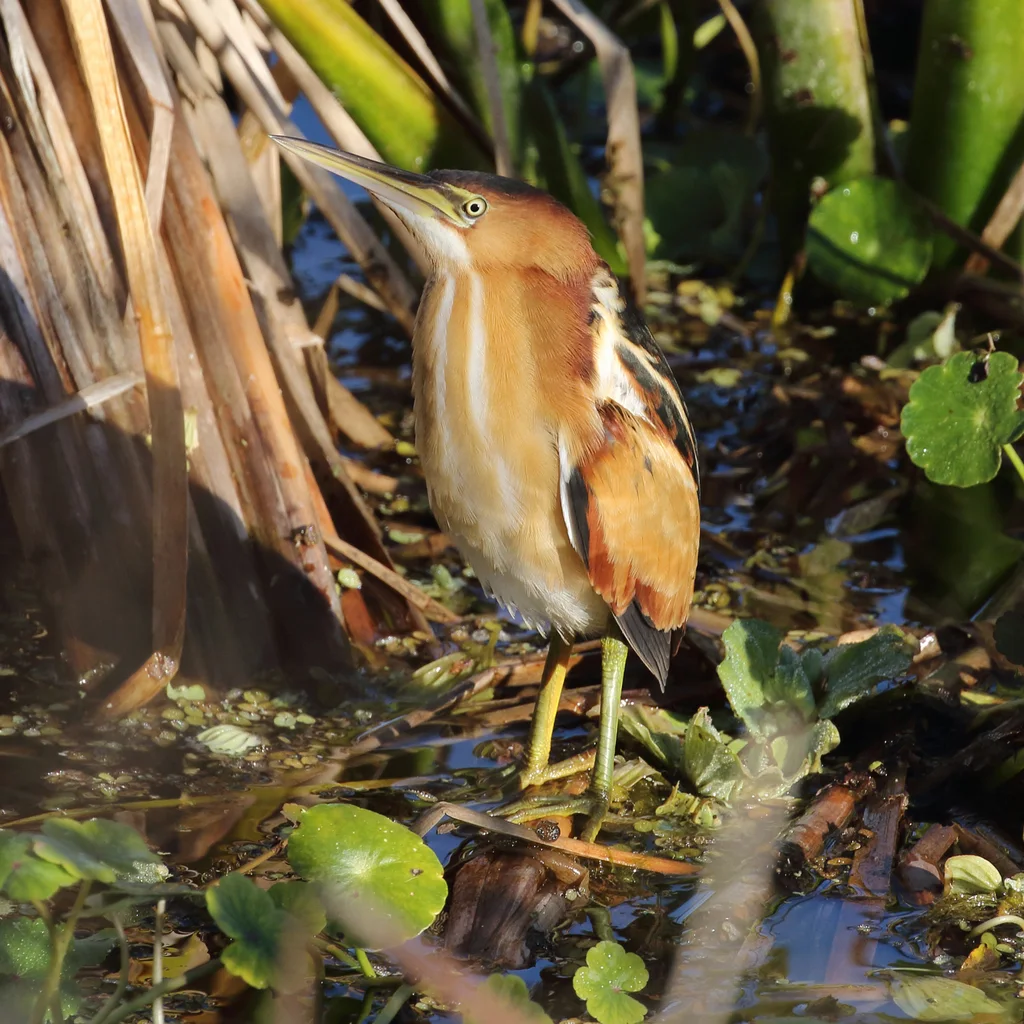 姬苇鳽(Botaurus exilis)