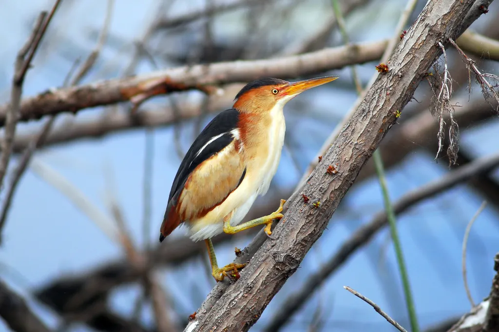 姬苇鳽(Botaurus exilis)