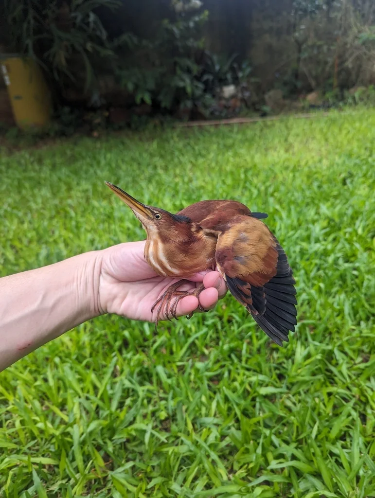姬苇鳽(Botaurus exilis)
