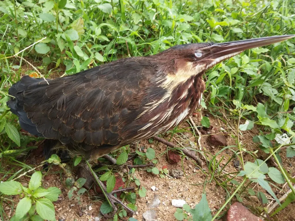 黑鳽(Botaurus flavicollis)