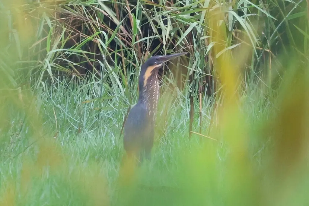 黑鳽(Botaurus flavicollis)