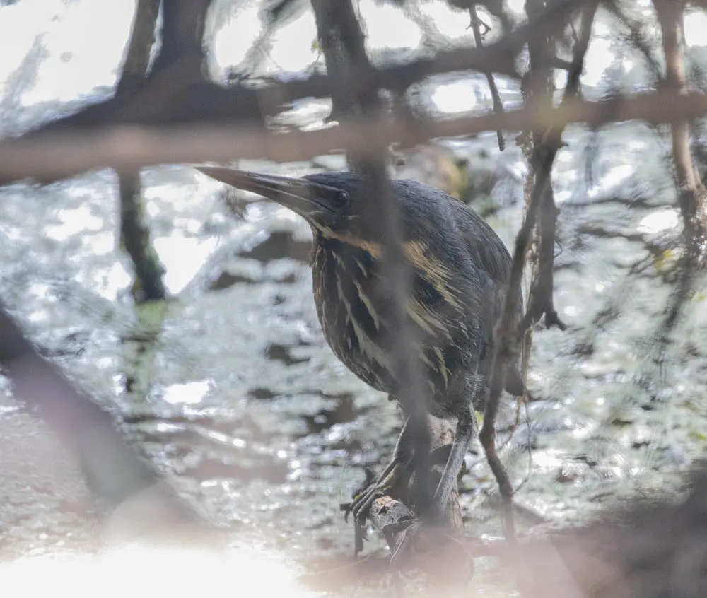 黑鳽(Botaurus flavicollis)