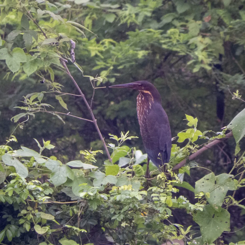 黑鳽(Botaurus flavicollis)