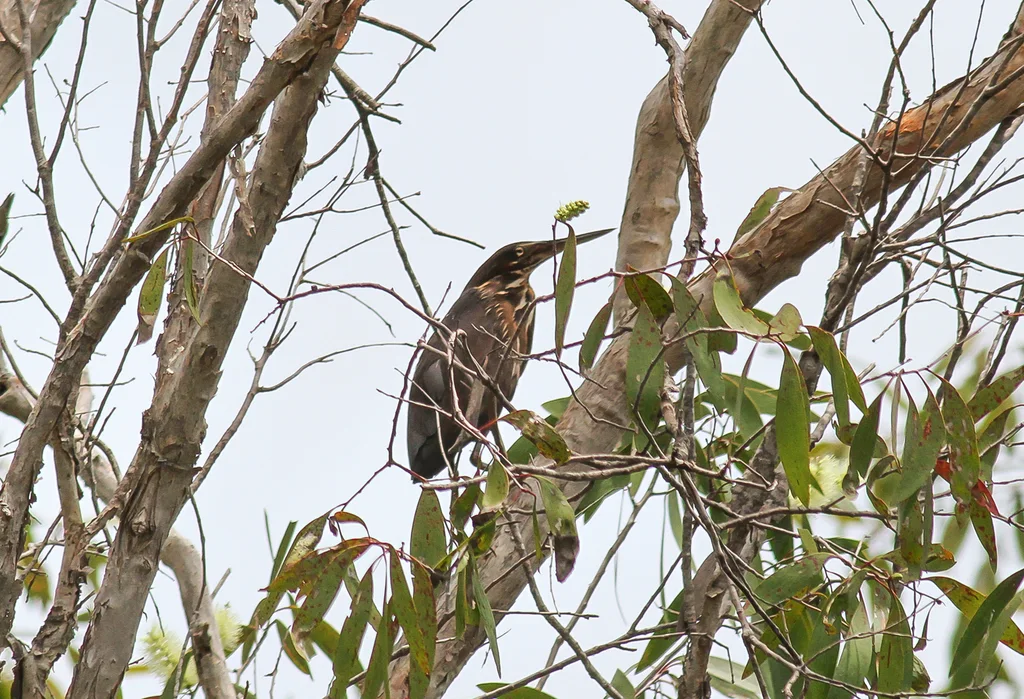 黑鳽(Botaurus flavicollis)