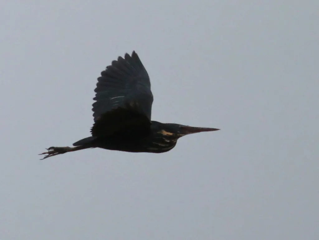黑鳽(Botaurus flavicollis)