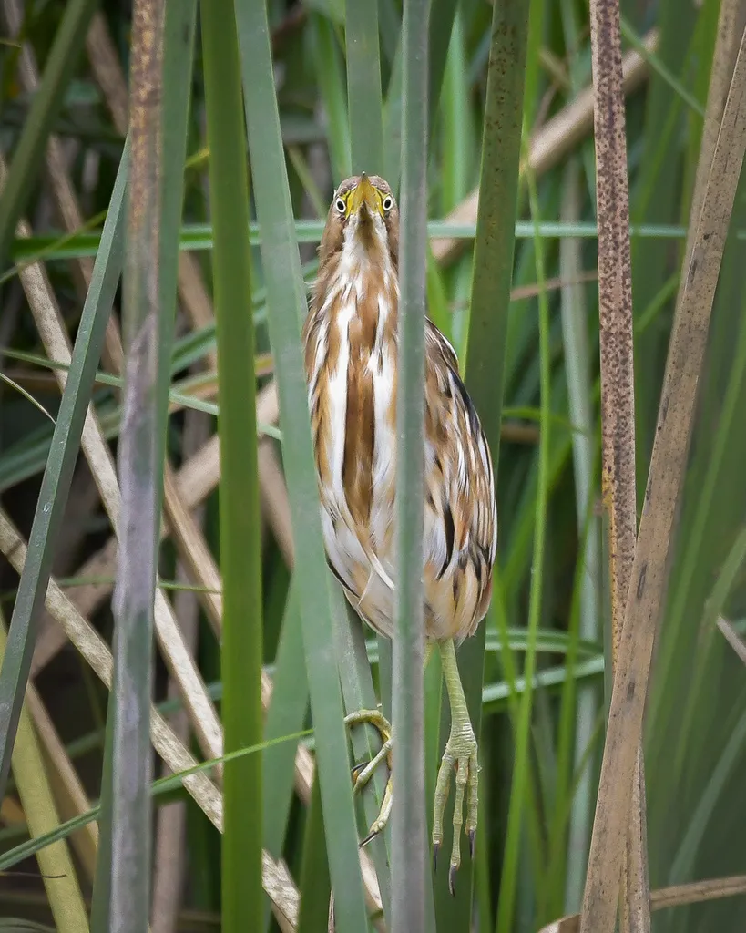 纹背苇鳽(Botaurus involucris)