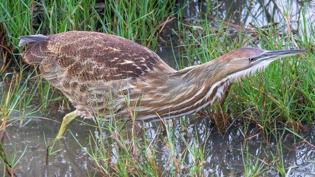 美洲麻鳽(Botaurus lentiginosus)