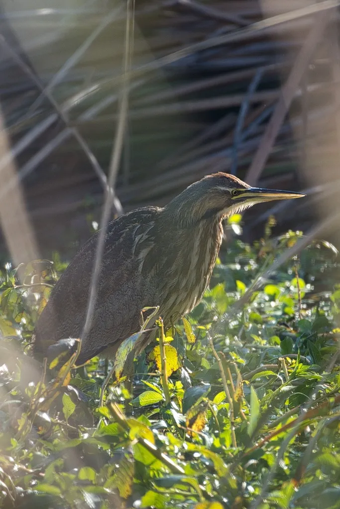 美洲麻鳽(Botaurus lentiginosus)